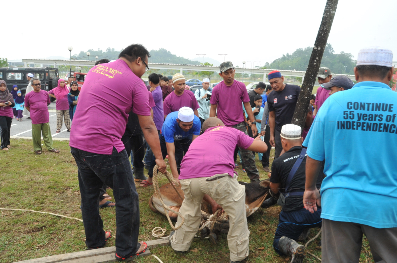 PRO15 150 KORBAN HAS 6741